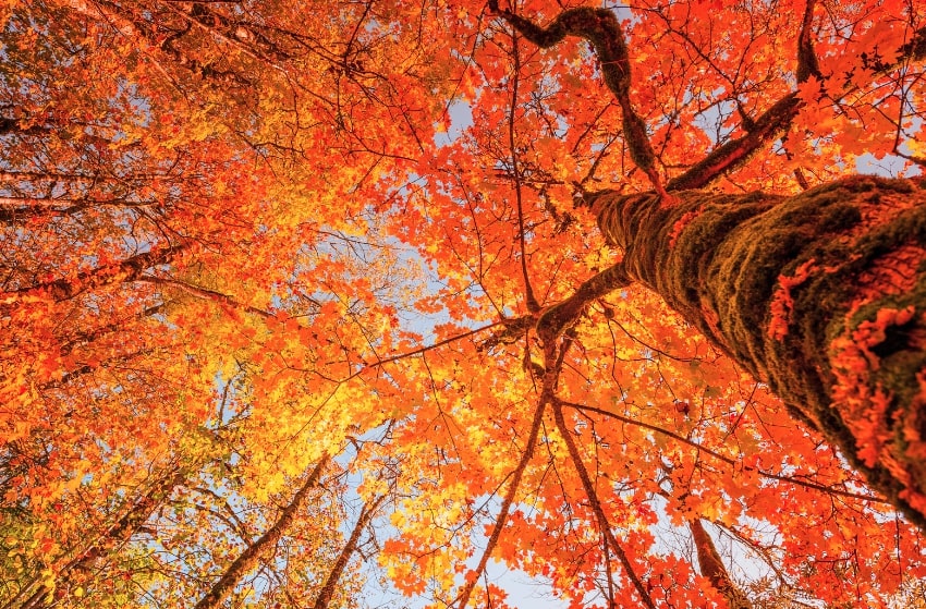 Autumn is a time for...