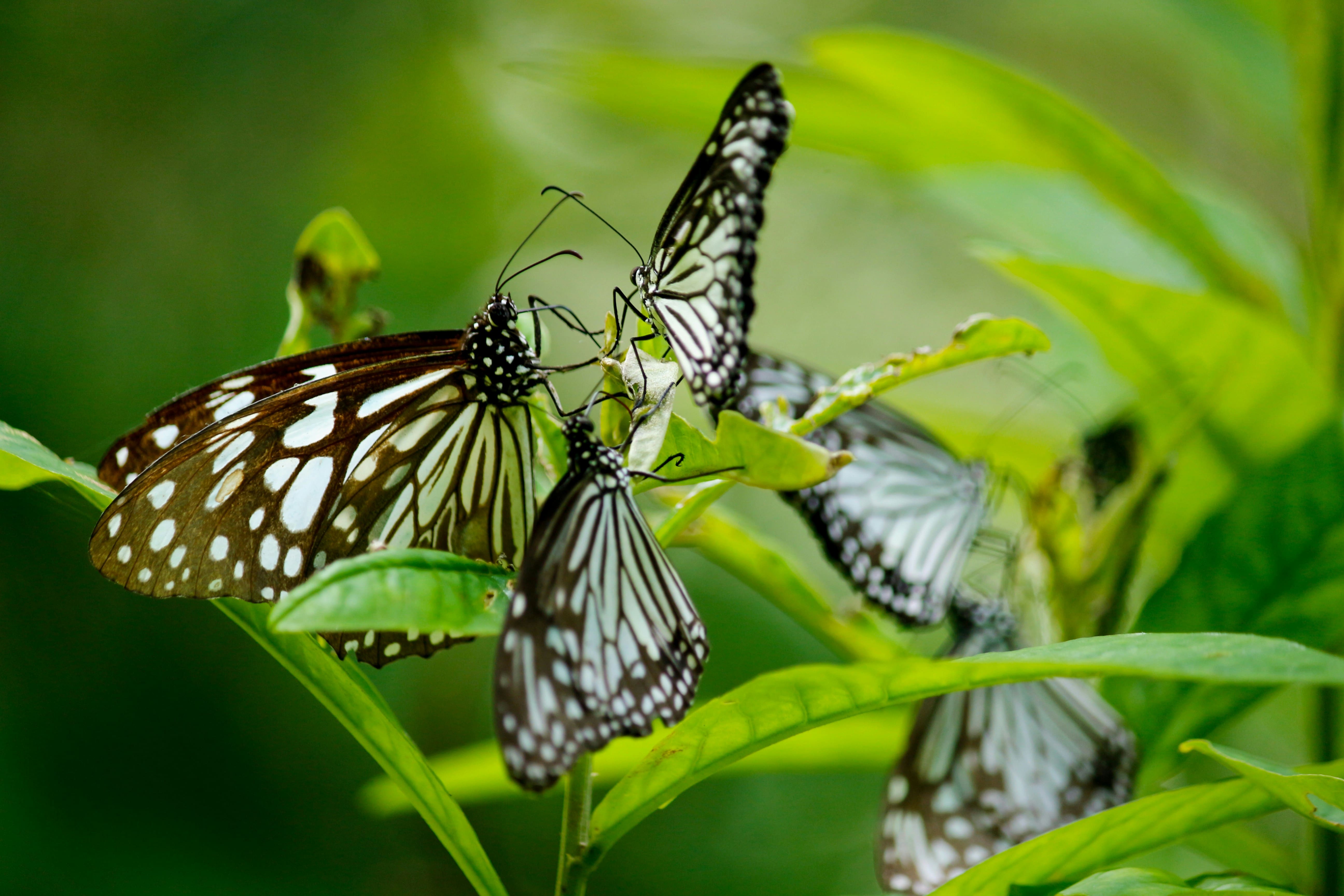 Reasons You May Keep Seeing Butterflies